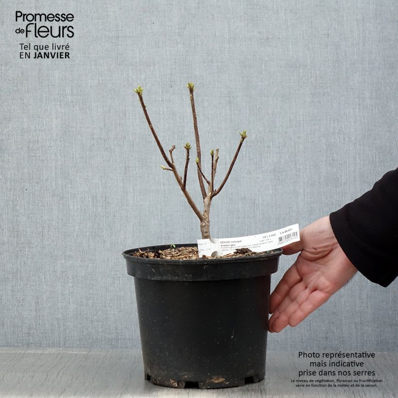 Azalea Knaphill Arneson Gem 4L/5L pot sample as delivered in winter