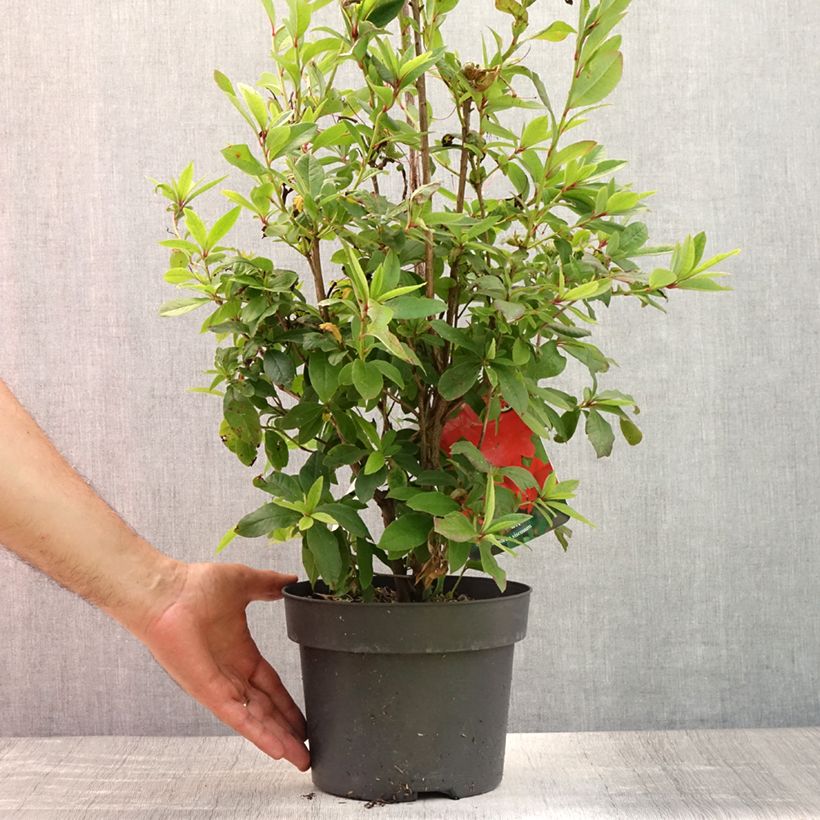 Chinese Azalea Karminduft 4L/5L pot sample as delivered in summer
