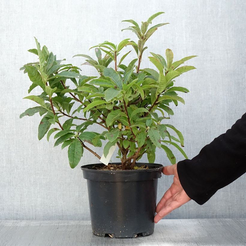 Rhododendron Berryrose - Western Azalea 4L/5L pot sample as delivered in autumn