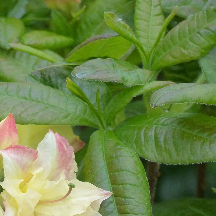 Azalea Cannons Double (Foliage)