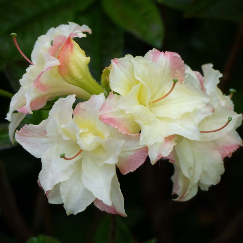 Azalea Cannons Double (Flowering)