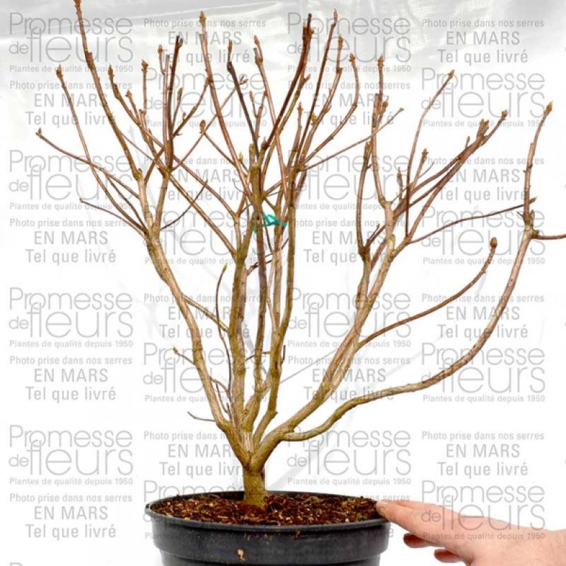 Example of Azalea Cannons Double 2L/3L pot specimen as delivered