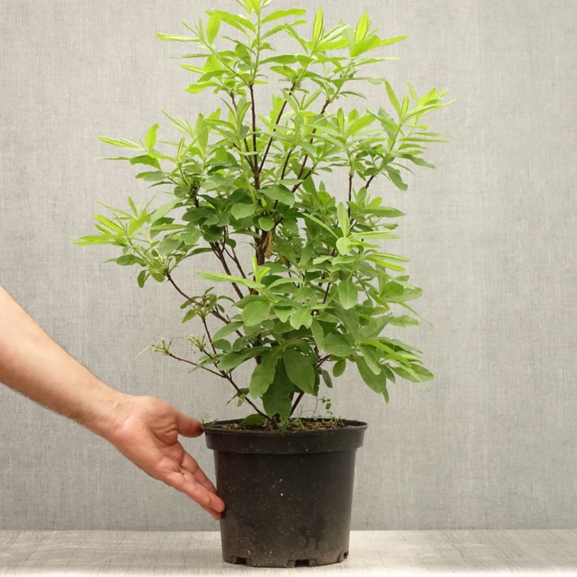 Rhododendron occidentale Delicatissima - Western Azalea 4L/5L pot sample as delivered in summer