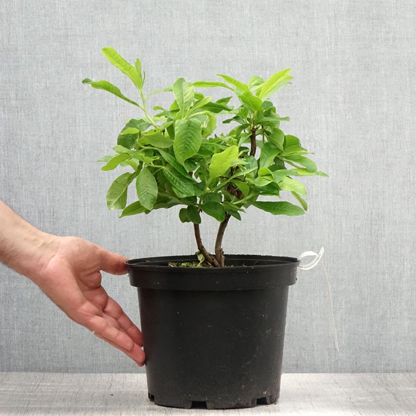 Azalea mollis Demoiselles de Boutiguery Nella 4L/5L pot sample as delivered in summer