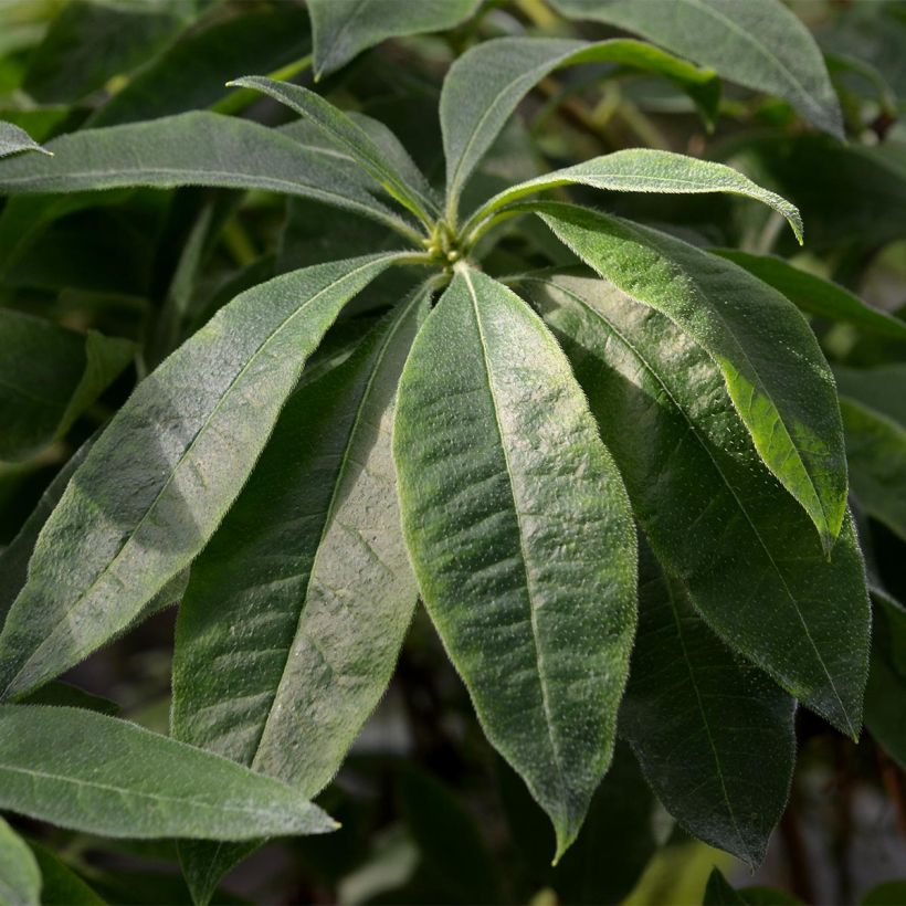 Azalea Fire Ball (Foliage)