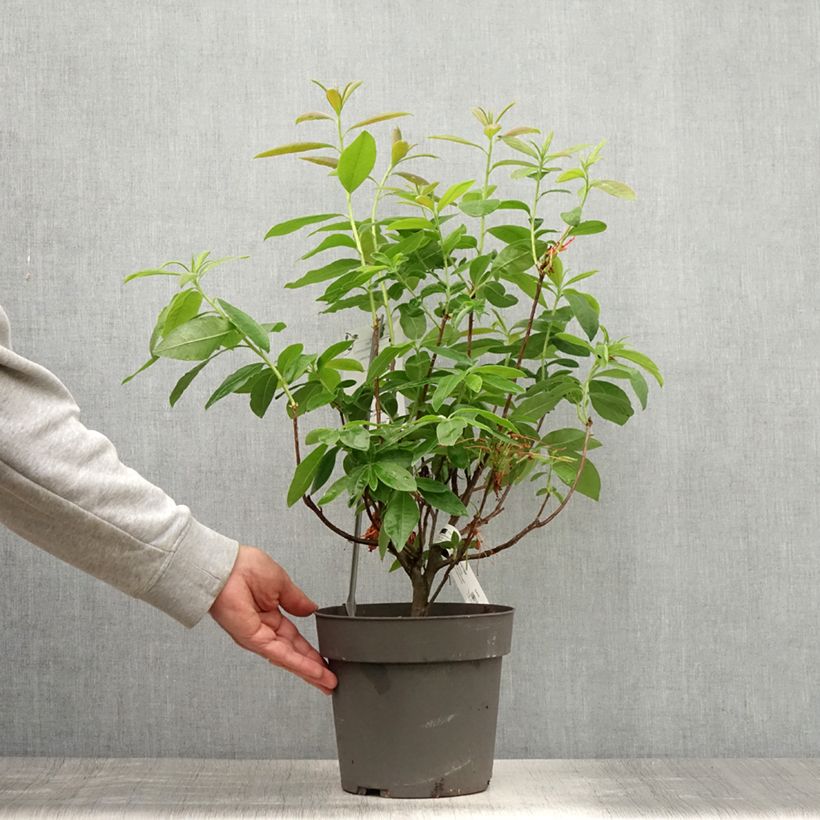 Azalea Fire Ball 4L/5L pot sample as delivered in summer