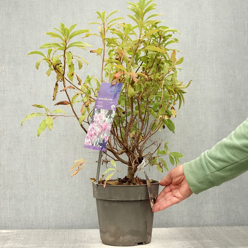 Rhododendron Fraseri 4L/5L pot sample as delivered in summer