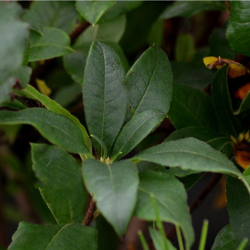 Rhododendron Homebush - Knaphill Azalea (Foliage)