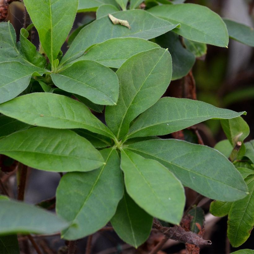 Azalea Jolie Madame (Foliage)