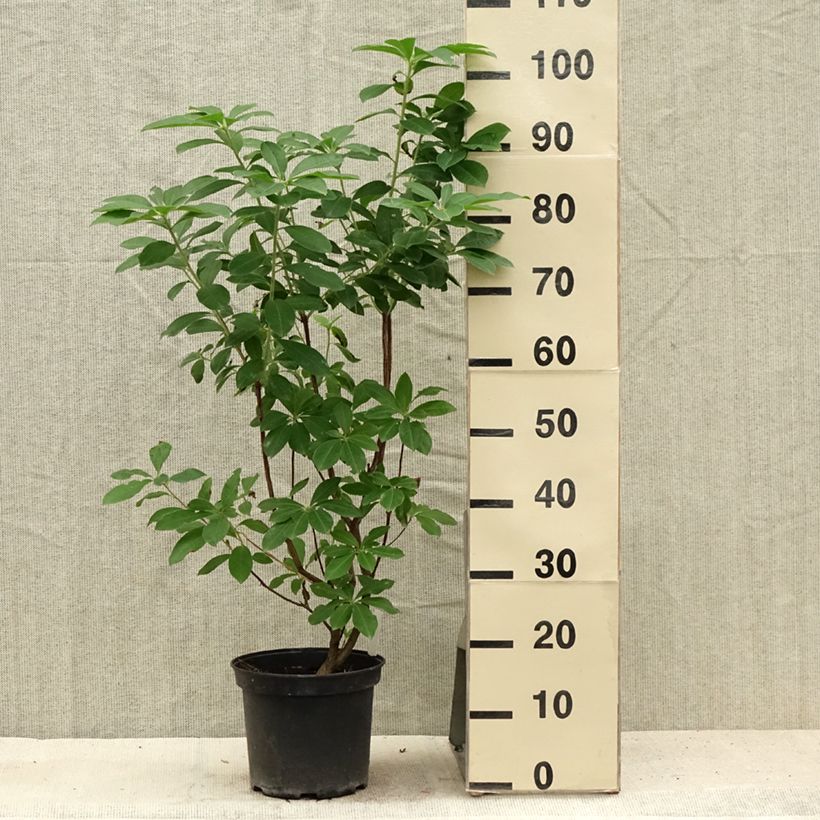 Azalea Jolie Madame 4L/5L pot sample as delivered in summer