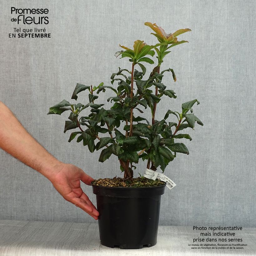 Azalea Knaphill Mary Poppins 4L/5L pot sample as delivered in summer