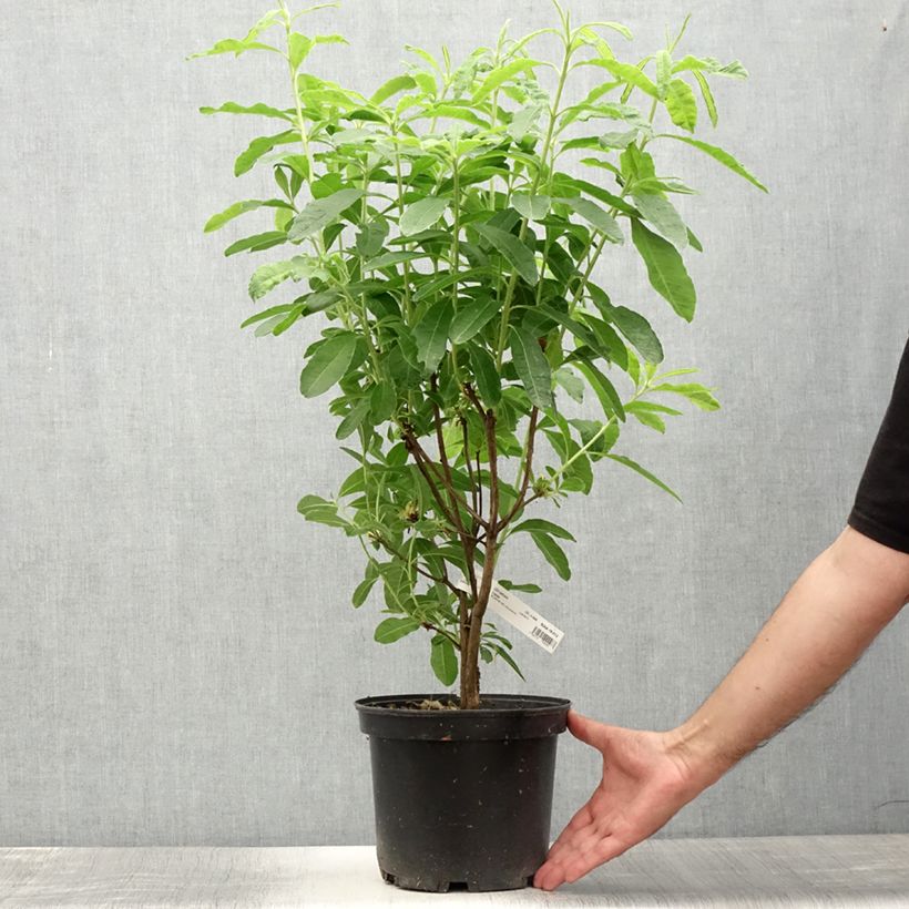 Azalea Mount Rainier 4L/5L pot sample as delivered in summer