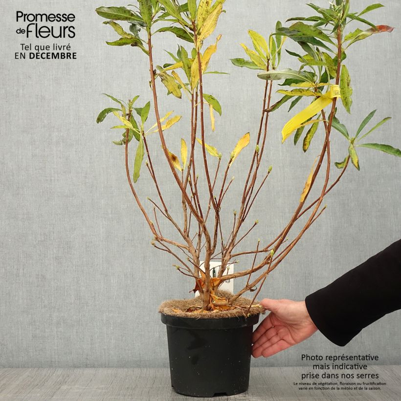 Rhododendron luteum 4L/5L pot sample as delivered in autumn