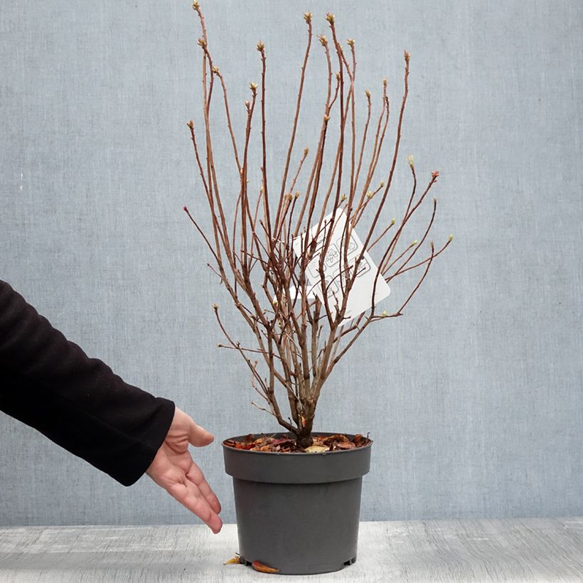 Chinese Azalea Sommerduft 4L/5L pot sample as delivered in autumn