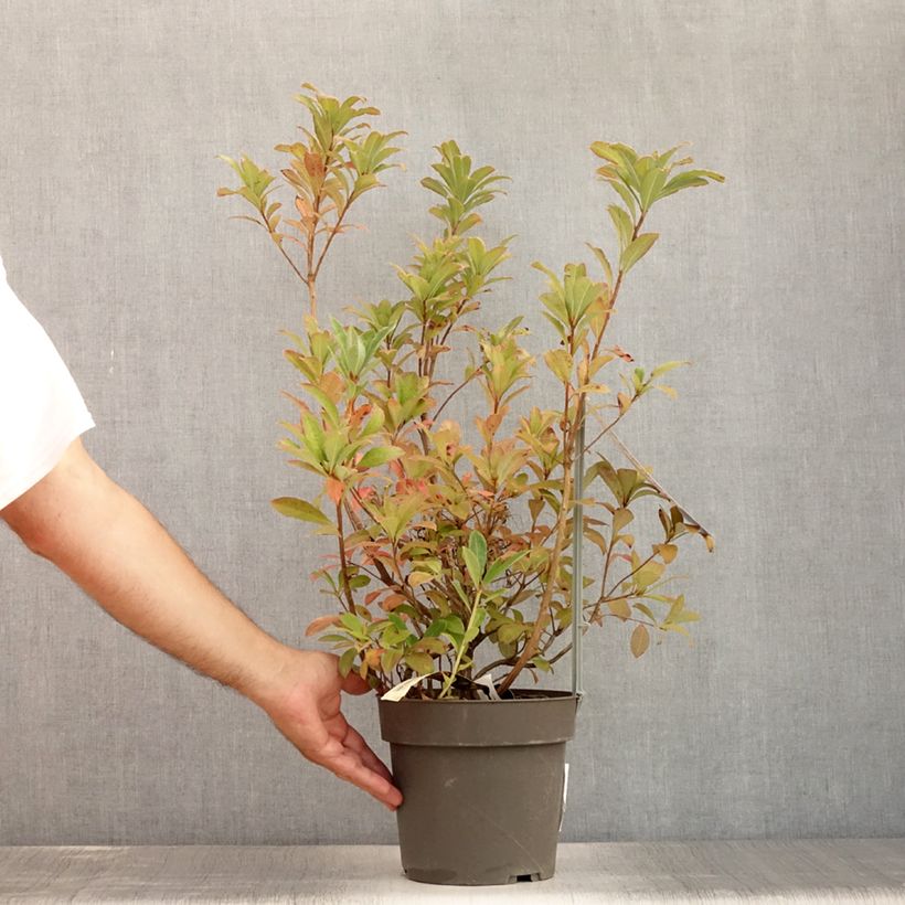 Rhododendron Soir de Paris 4L/5L pot sample as delivered in summer
