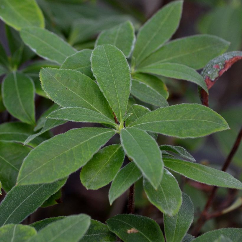 Azalea Wallowa Red (Foliage)