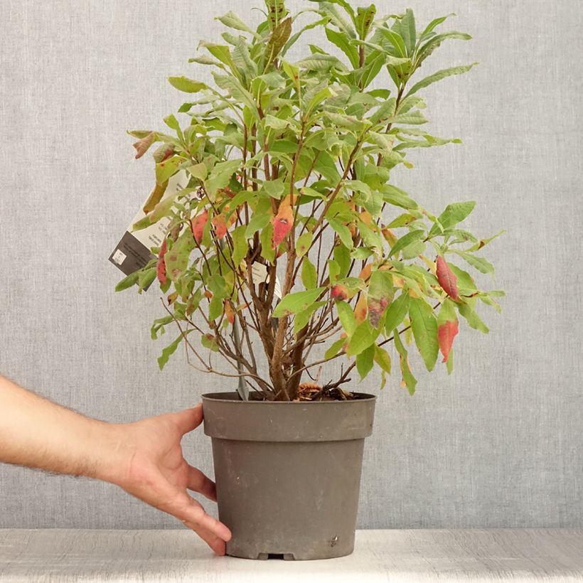 Rhododendron austrinum 4L/5L pot sample as delivered in summer