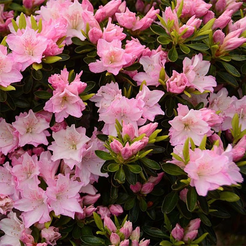 Azalea japonica Als Picotee (Flowering)