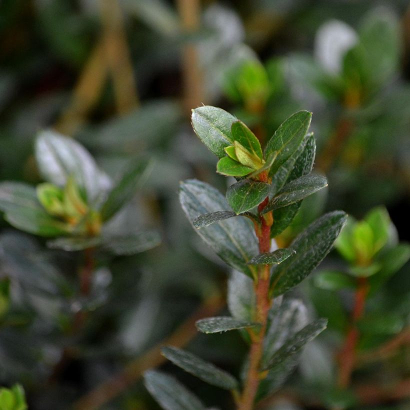 Rhododendron kaempferi Amoena - Japanese Azalea (Foliage)