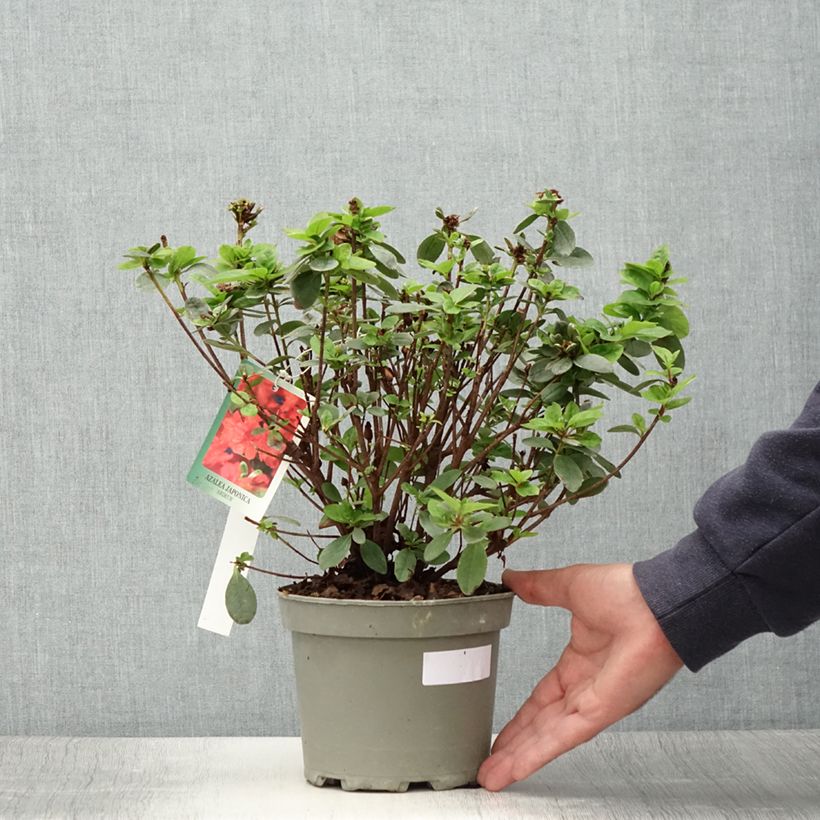 Azalea japonica Ardeur 2L/3L pot sample as delivered in summer