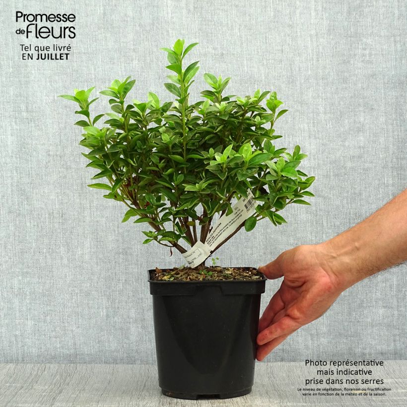 Azalea japonica Elsie Lee 2L/3L pot sample as delivered in summer