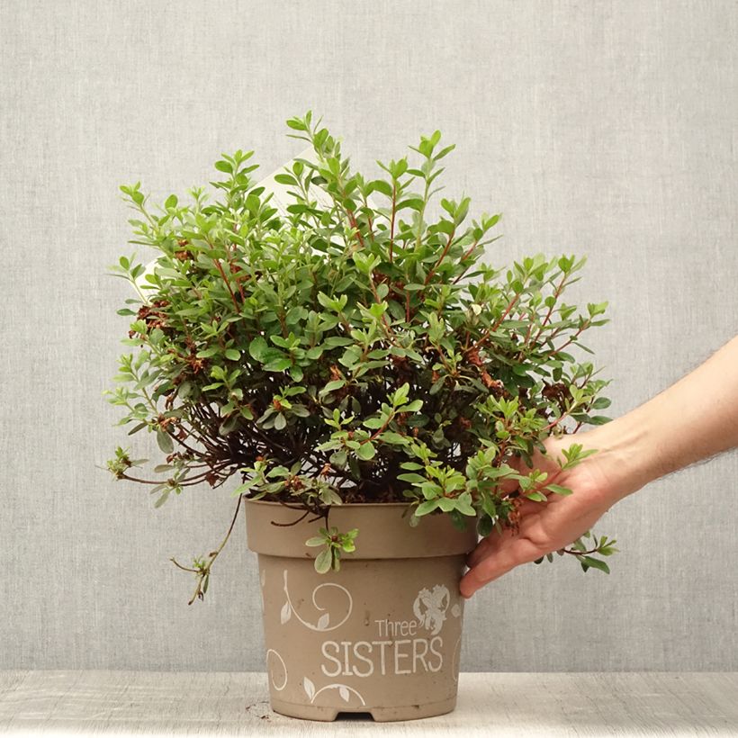 Rhododendron obtusum Fairy Dreams Three Sisters 6L/7L pot 20/+cm sample as delivered in summer