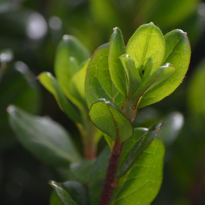 Japanese Azalea Hino-Crimson (Foliage)