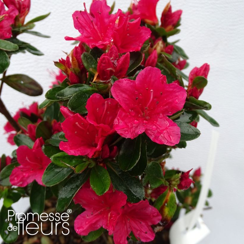 Japanese Azalea Hino-Crimson (Flowering)