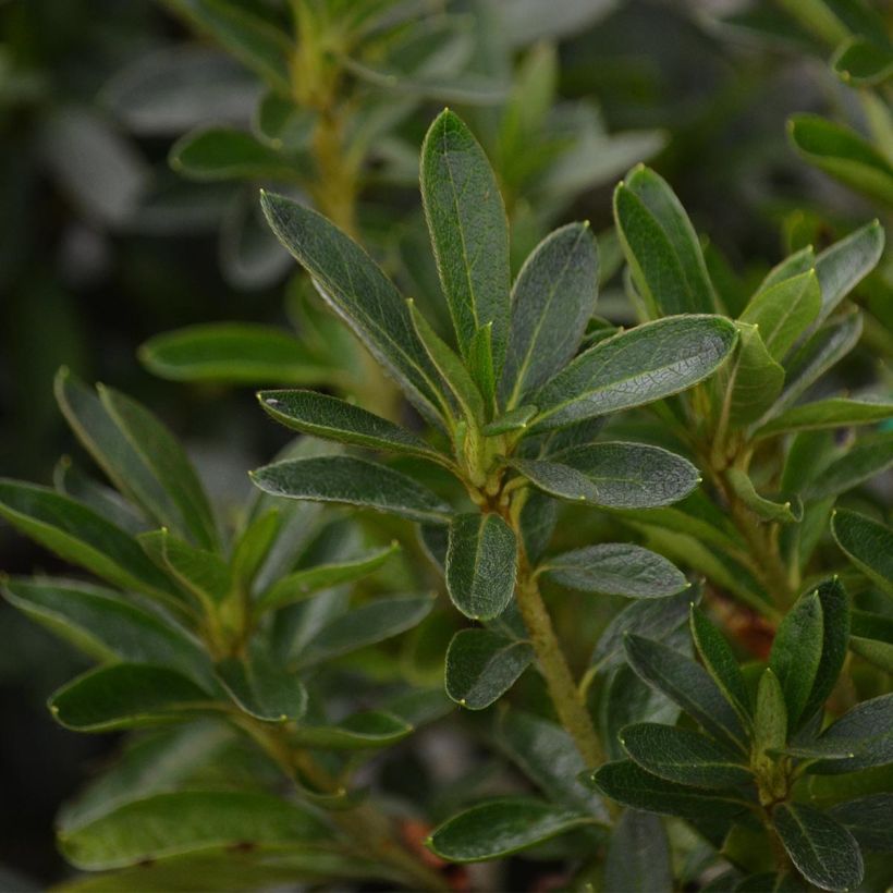 Azalea japonica Ho Oden (Foliage)