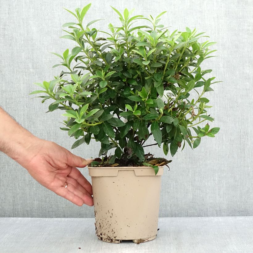 Azalea japonica Ho Oden 2L/3L pot sample as delivered in summer