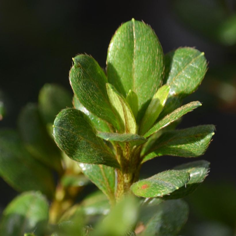 Japanese azalea Johanna (Foliage)