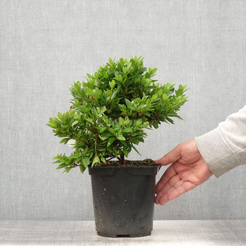 Azalea japonica Kirin 2L/3L pot sample as delivered in summer