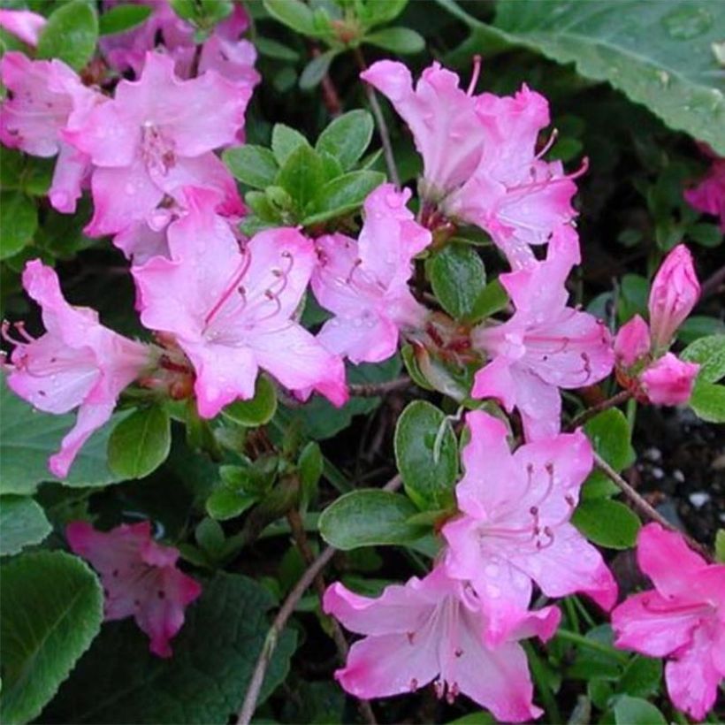 Rhododendron kiusianum Komo-kulshan - Kyushu Azalea (Flowering)