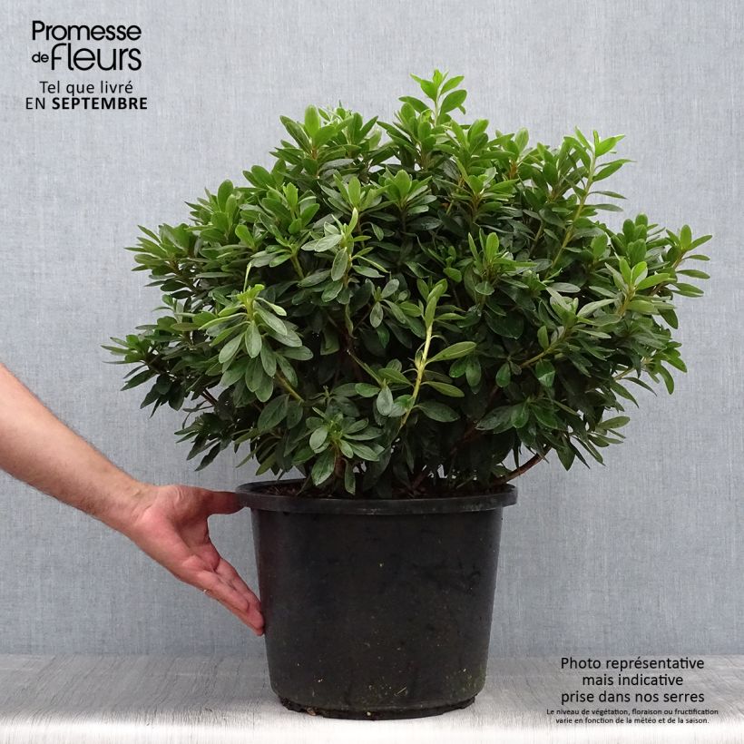 Azalea japonica Luzi 7.5L/10L pot sample as delivered in autumn