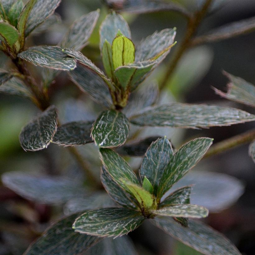 Rhododendron nakaharae Orange - Japanese Azalea (Foliage)