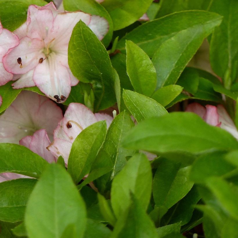 Rhododendron kaempferi Peggy Ann - Japanese Azalea (Foliage)