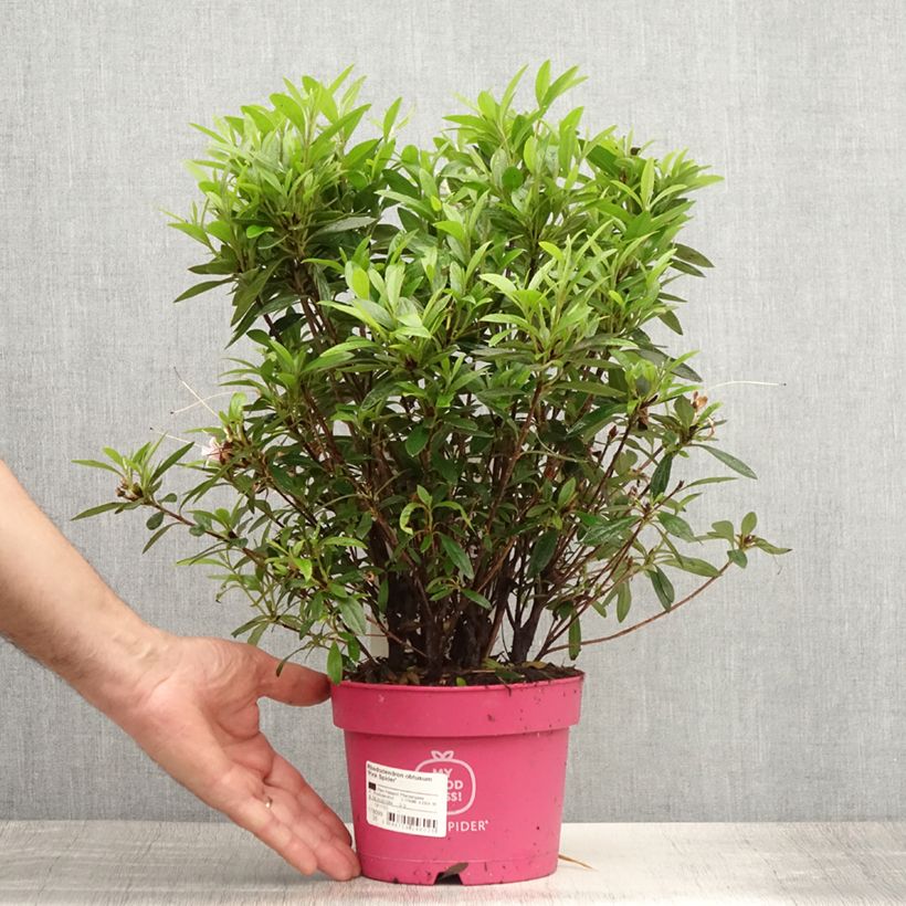 Rhododendron Pink Spider - Japanese Azalea 2L/3L pot sample as delivered in summer