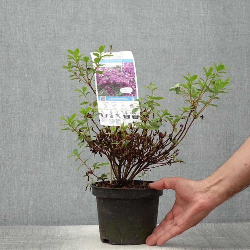 Japanese Azalea Purple Splendor 2L/3L pot sample as delivered in summer
