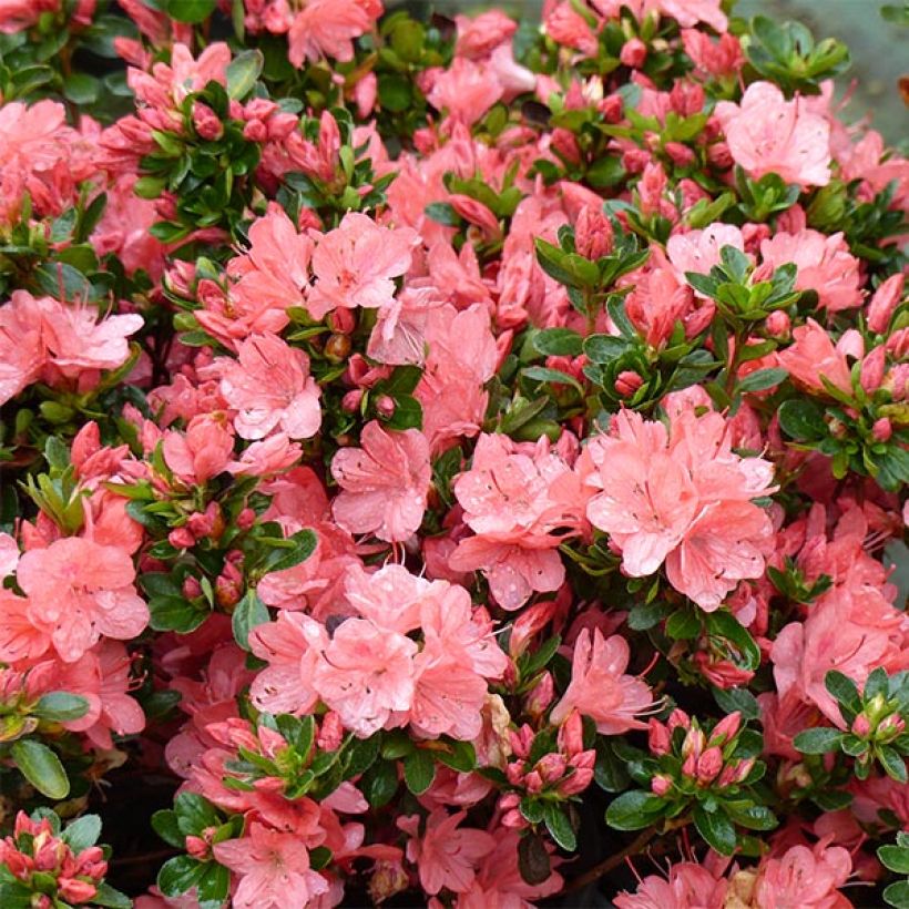 Azalea japonica Rex - Hybrid Rhododenron (Flowering)