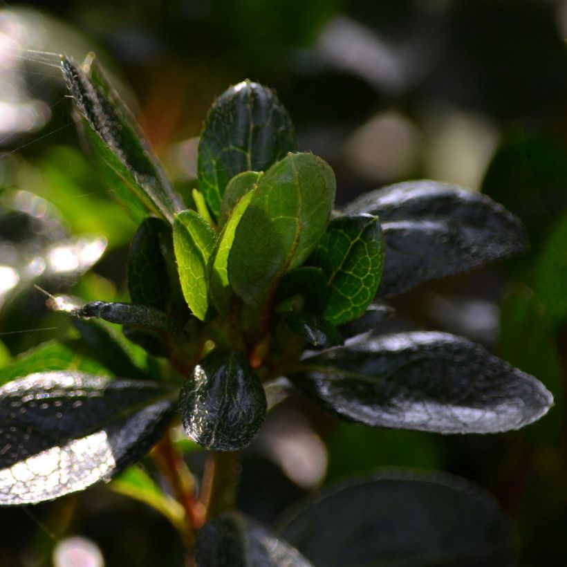 Azalea japonica Rex - Hybrid Rhododenron (Foliage)