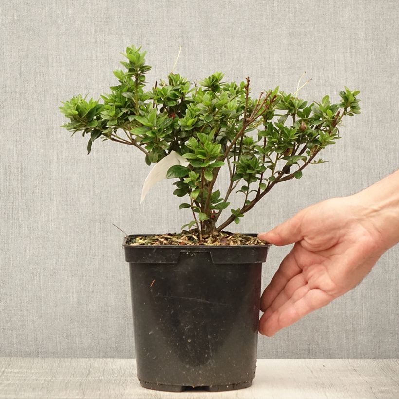 Rhododendron simsii Sachsenstern - Knaphill Azalea 3L/4L pot sample as delivered in summer