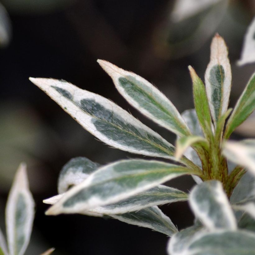 Japanese Azalea Silver Queen (Foliage)