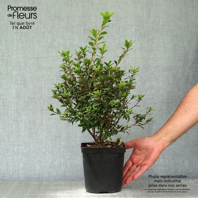 Japanese Azalea Sylvester 2L/3L pot sample as delivered in summer