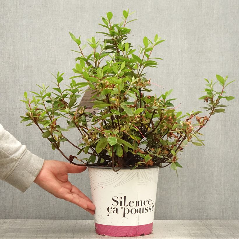 Azalea japonica Vuyks Rosyred 4L/5L pot sample as delivered in summer