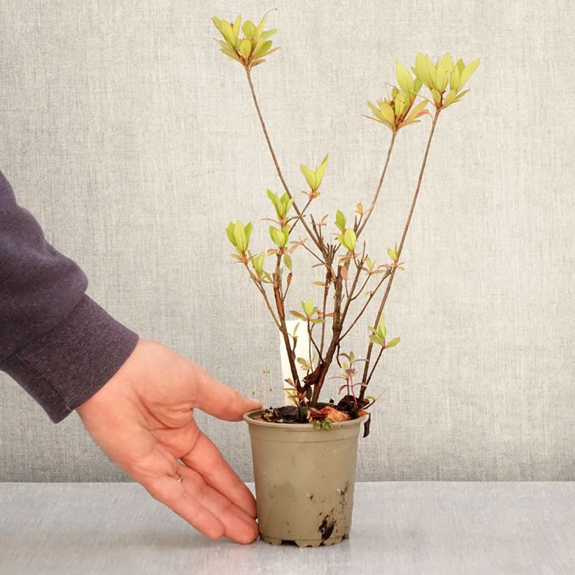 Azalea japonica Vuyks Rosyred 8/9 cm pot sample as delivered in spring