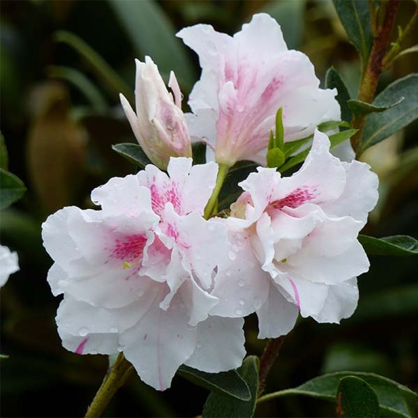 Japanese azalea White Prince (Flowering)