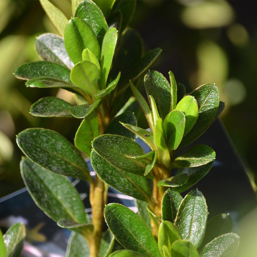 Japanese azalea White Prince (Foliage)