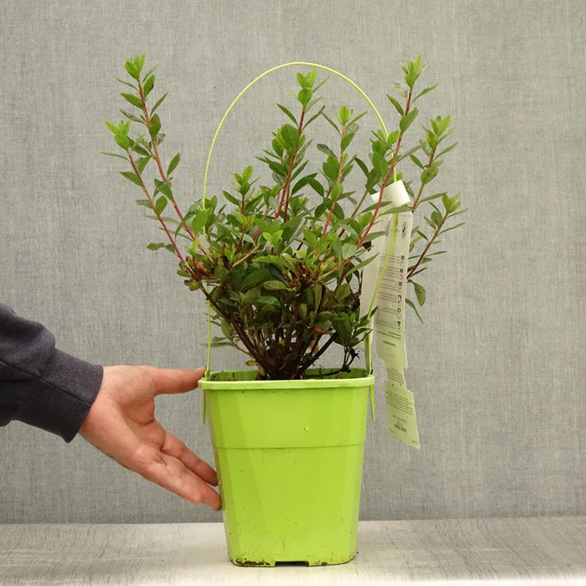 Azalea japonica ENCORE Autumn Fire Roblez 3L/4L pot sample as delivered in summer