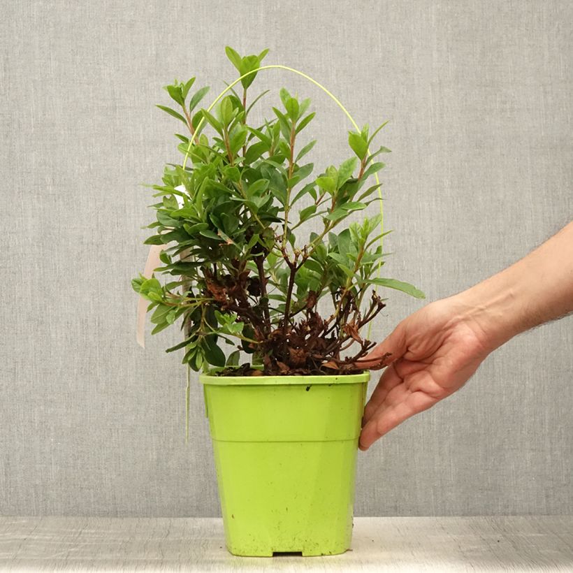 Azalea japonica ENCORE Sunset Roblen 3L/4L pot sample as delivered in summer