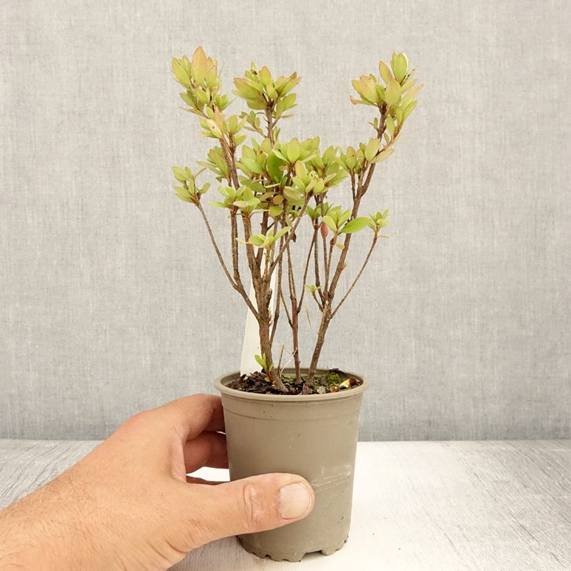 Azalea japonica Arabesk 8/9 cm pot sample as delivered in summer